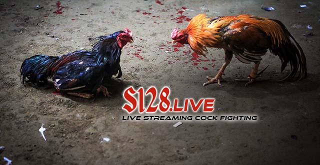 Berjudi Sabung Ayam Online Deposit Paling Murah